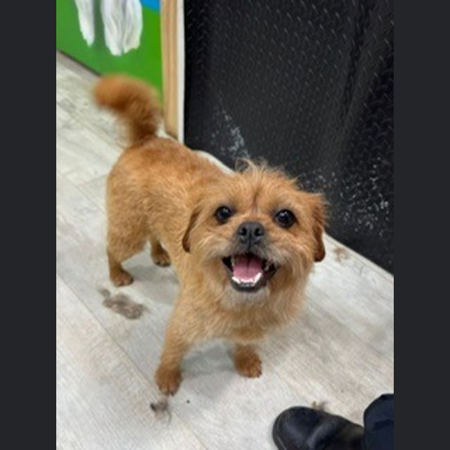 Photo of Willow