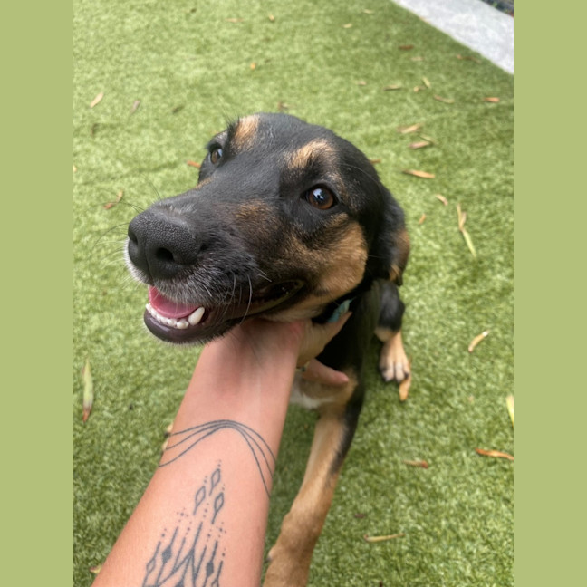 Photo of D1118 Kimba