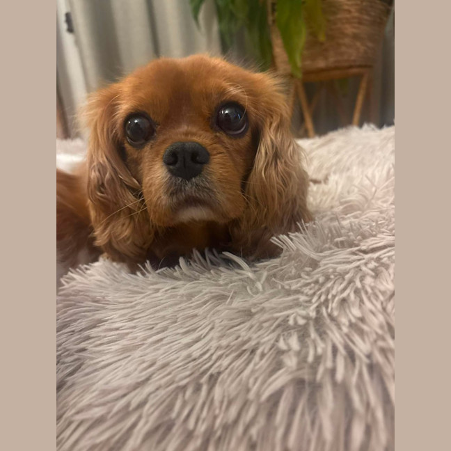 Photo of Daisy