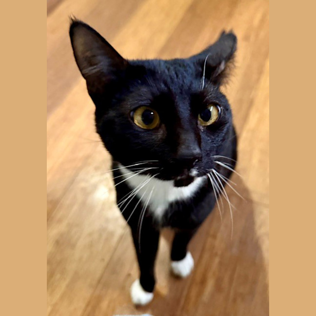 Photo of Shutterbug 