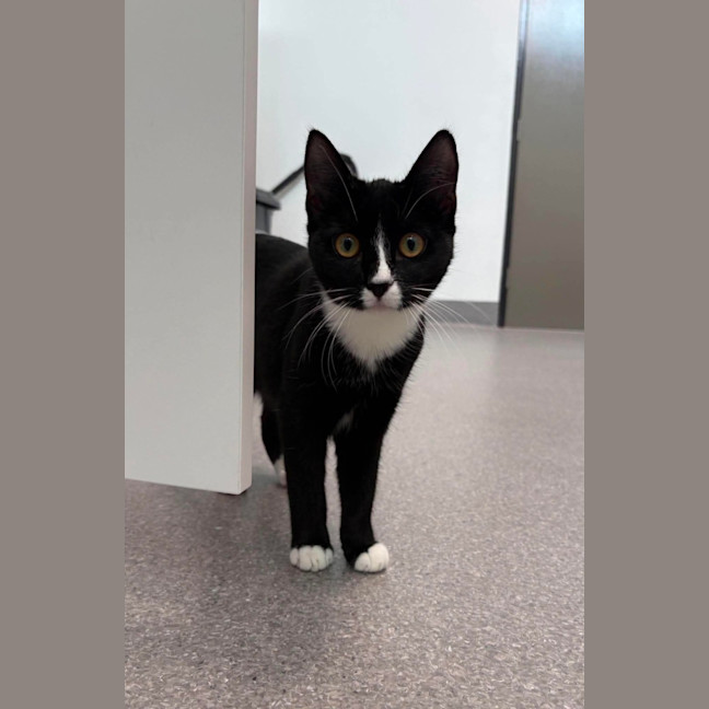 Photo of Nova