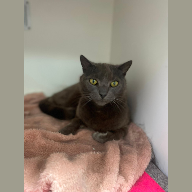 Photo of King Louie (0617)