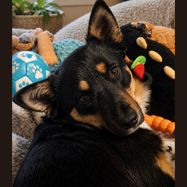 Photo of Mini