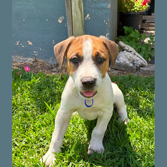 Photo of Charlie   8 Week Old Cattle Dog X 