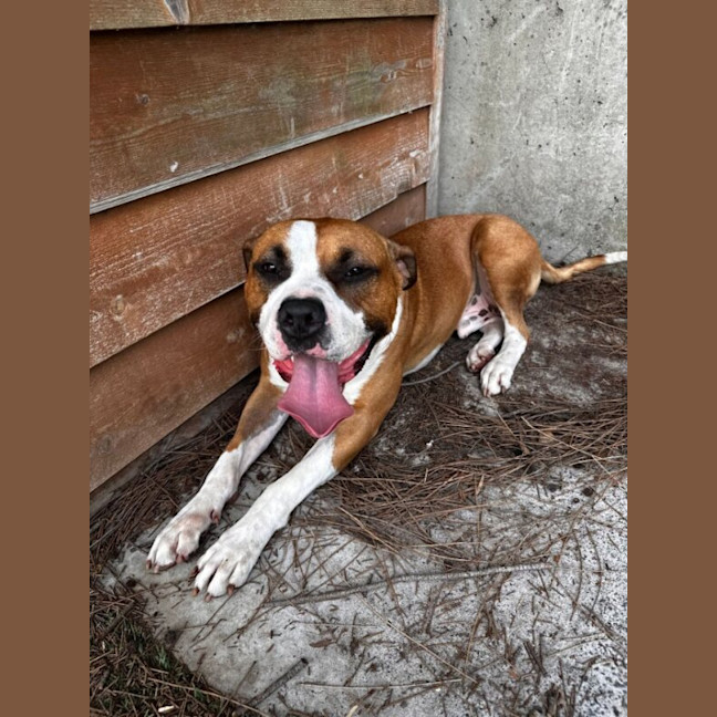 Photo of Mambo