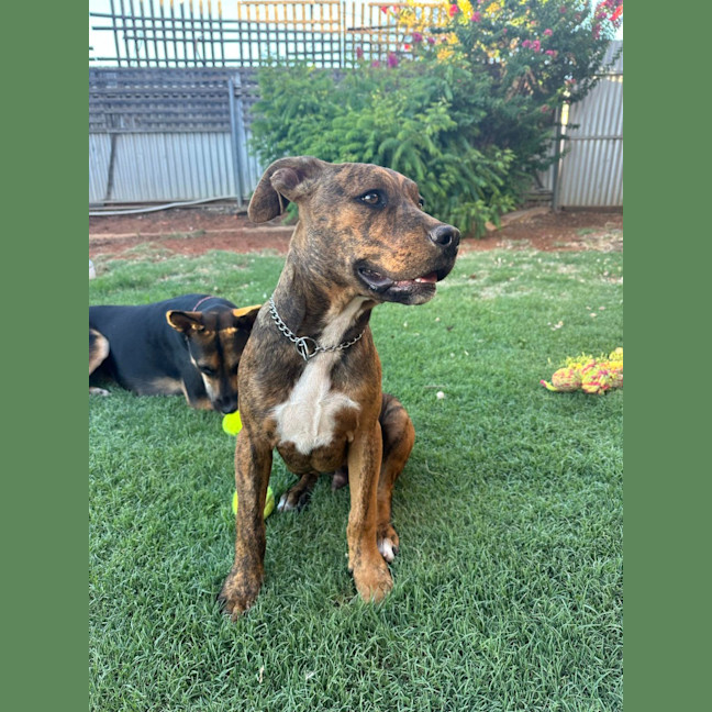 Photo of Chestnut (Chester)