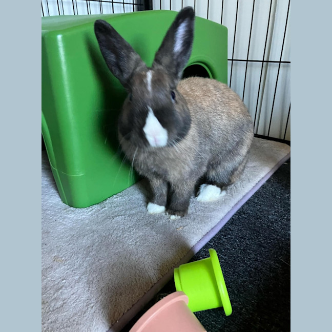 Photo of Bella (Located In Mount Eliza)