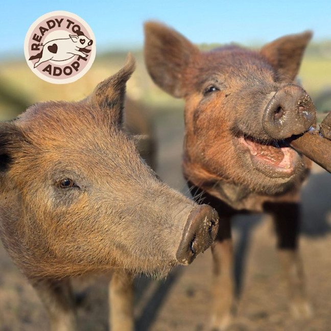 Photo of The Piglets