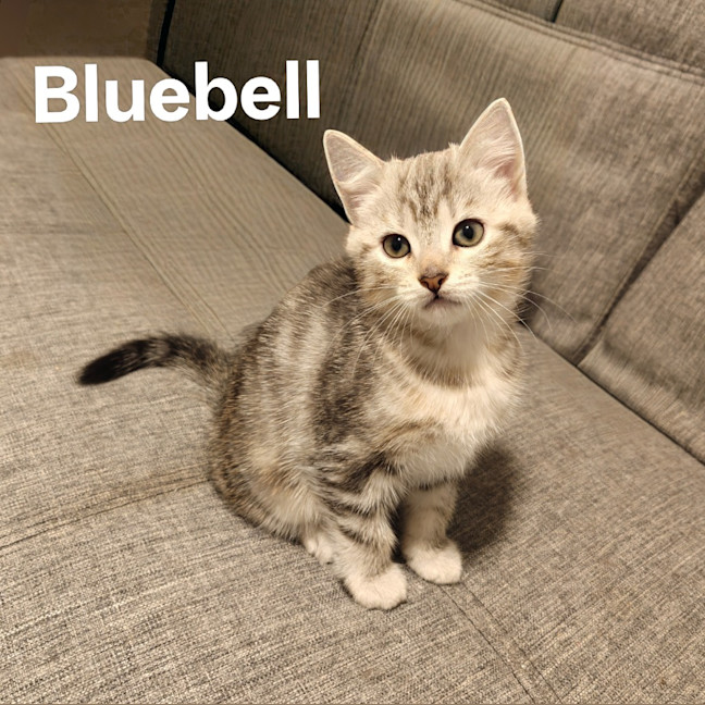 Photo of Kitten Bluebell