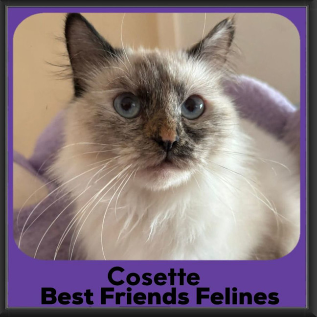Photo of Cosette