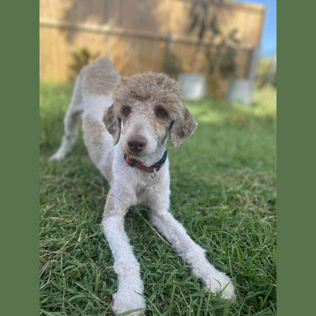 Photo of Riley