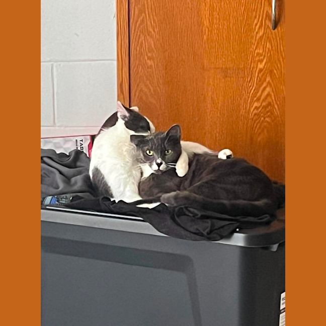 Photo of Ace