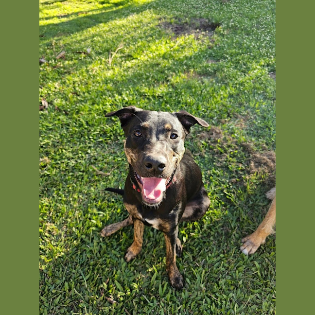 Photo of Scarlet *$350 Adoption Fee*