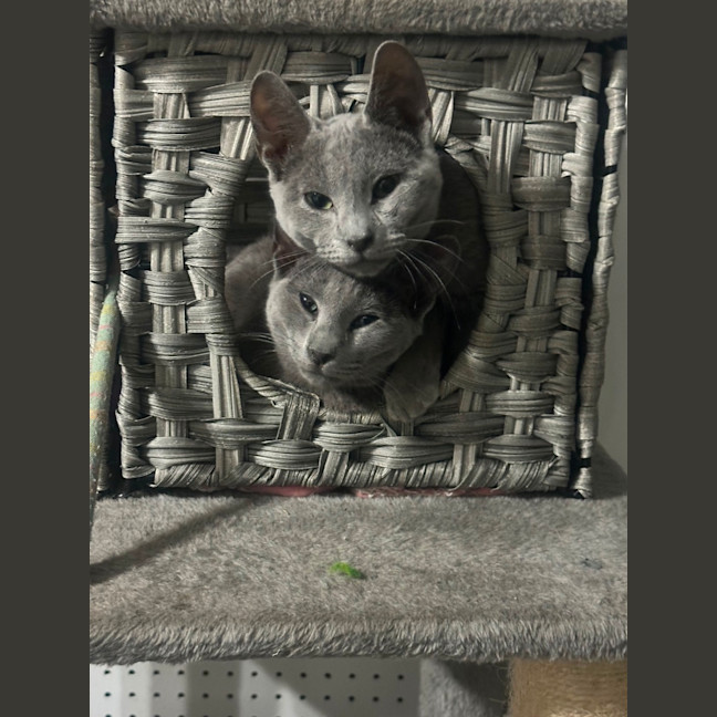 Photo of Elani 😻👑