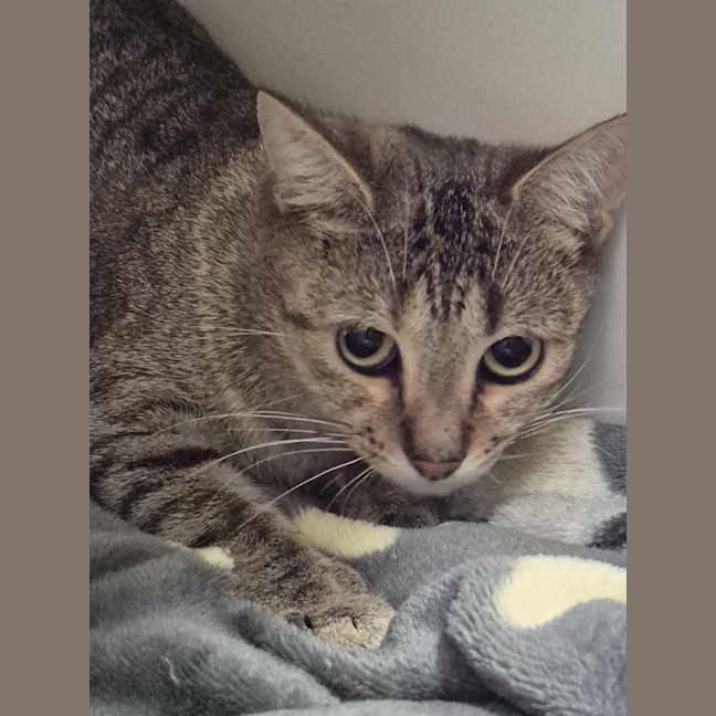 Photo of Pickles