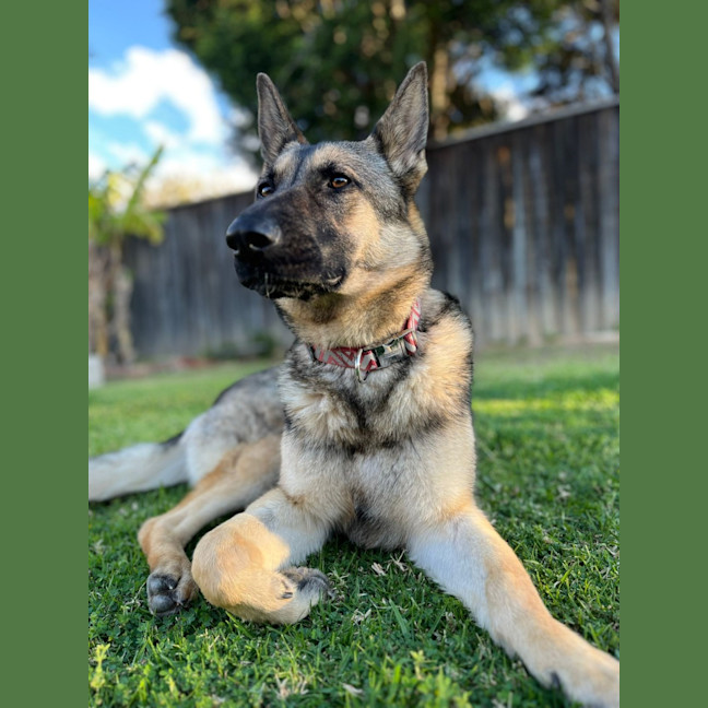 Photo of Gypsy