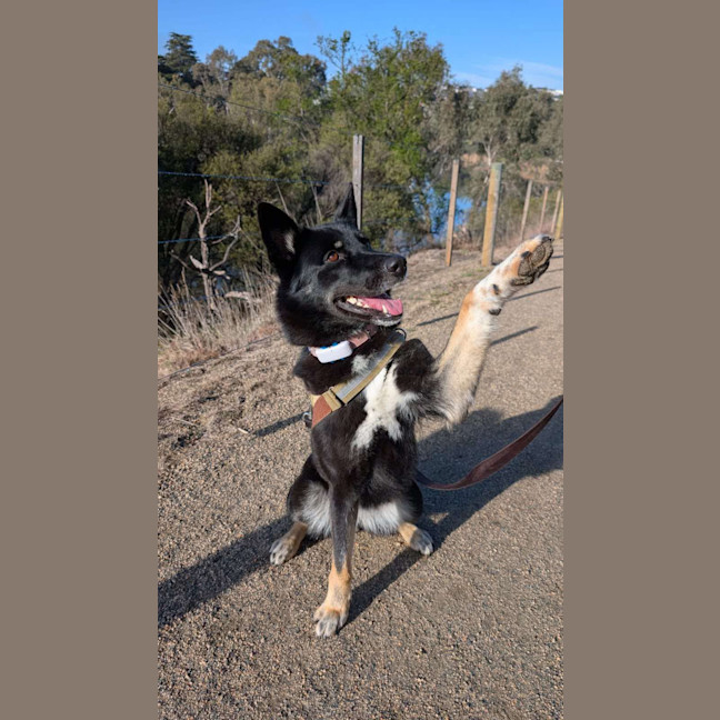 Photo of Black Forest