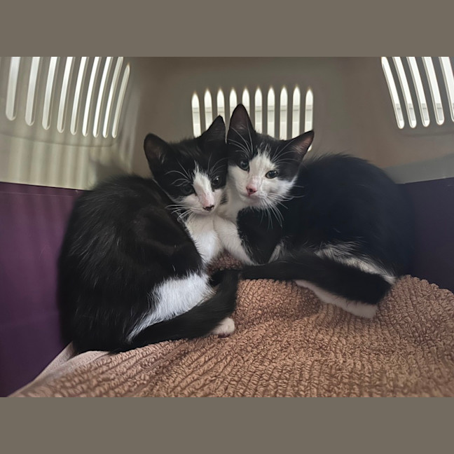 Photo of Domino And Ludo 