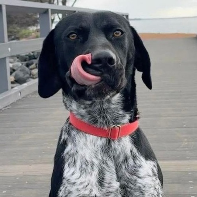 Photo of Rocco
