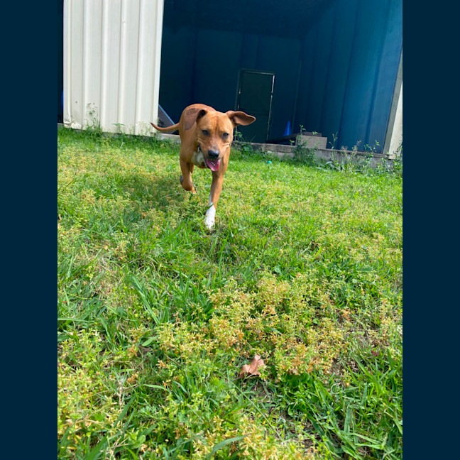 Photo of Cookie