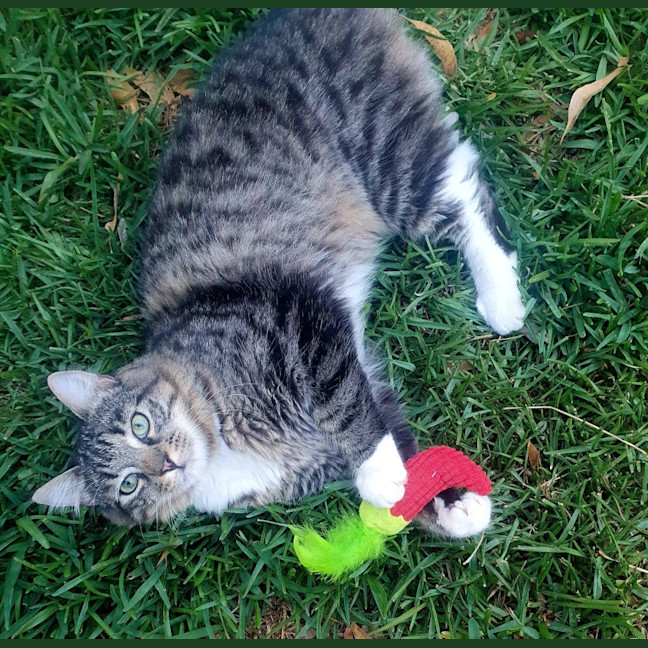 Photo of Rocky
