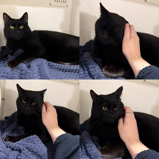 Photo of Salem