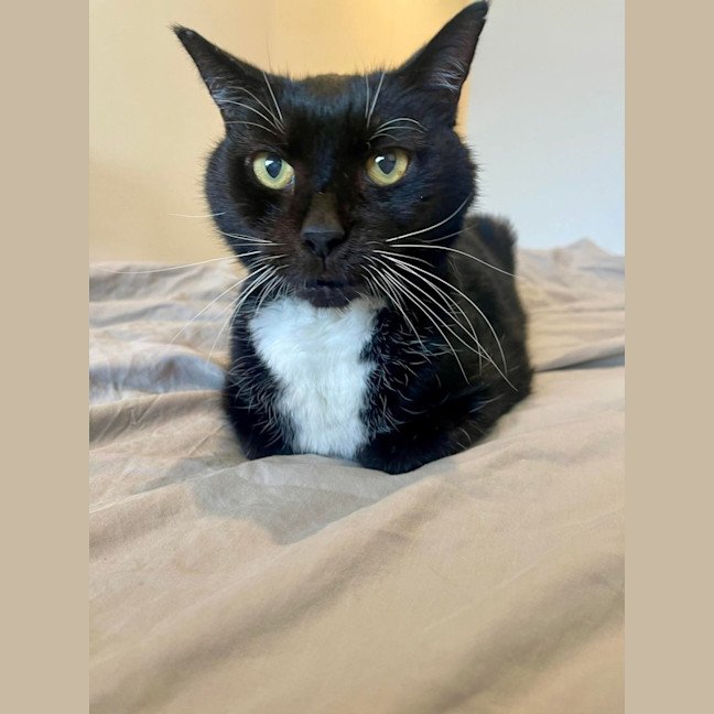 Photo of Socks 