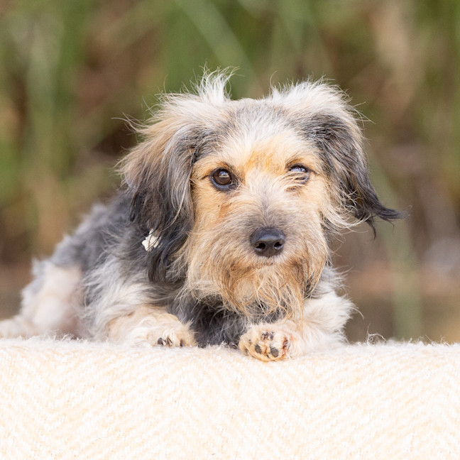 Photo of Fluffy