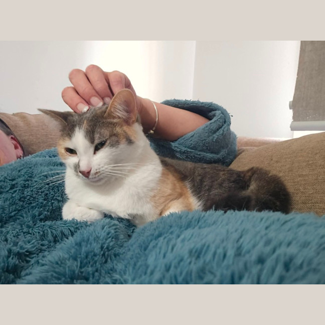 Photo of Cindy *9 Lives Project Rescue*