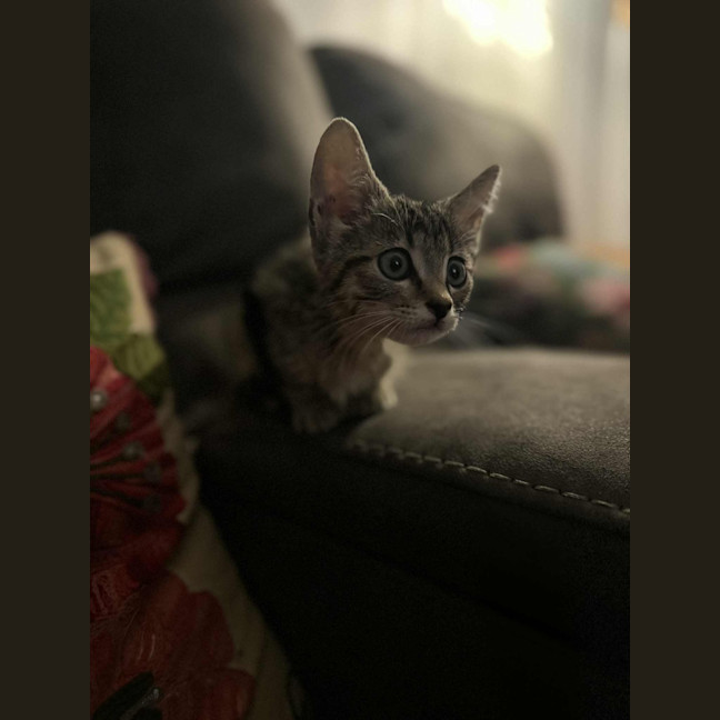 Photo of Lumy