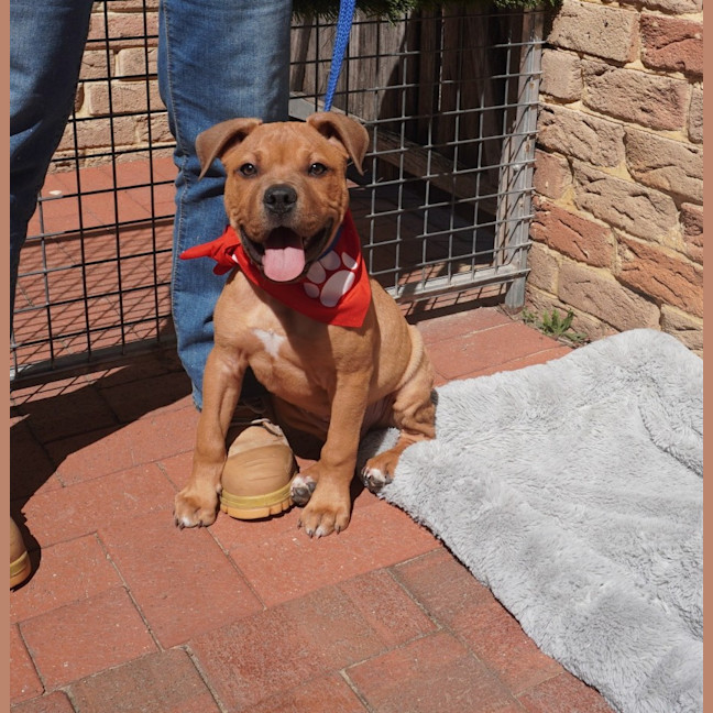 Photo of Scout