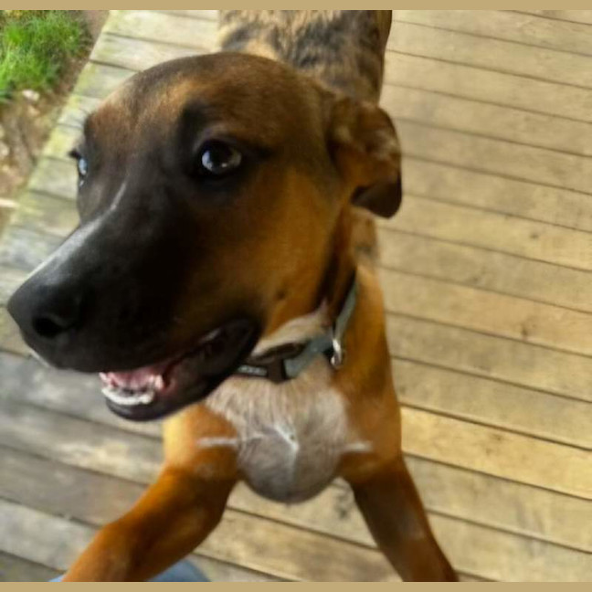 Photo of Rocco