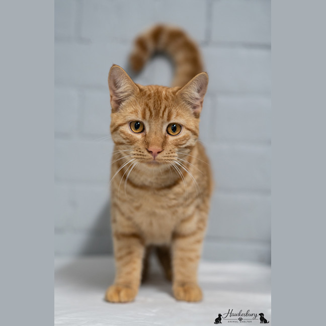 Photo of Samson