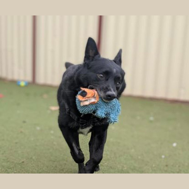 Photo of Ace