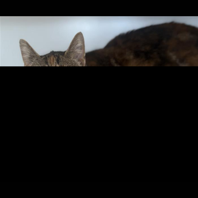 Photo of Rosie