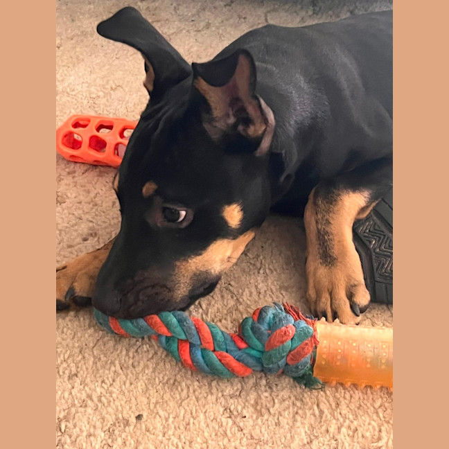 Photo of Jack   5 Month Old Kelpie X Staffy