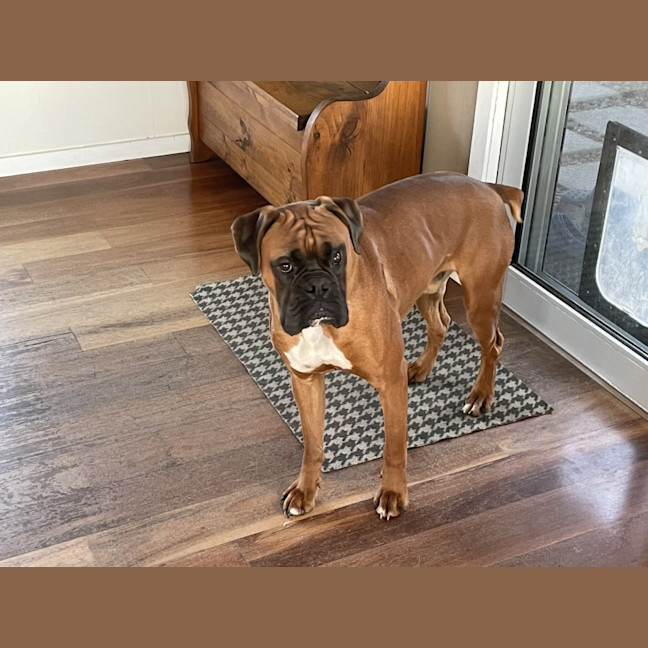 Photo of Rosie & Zeus