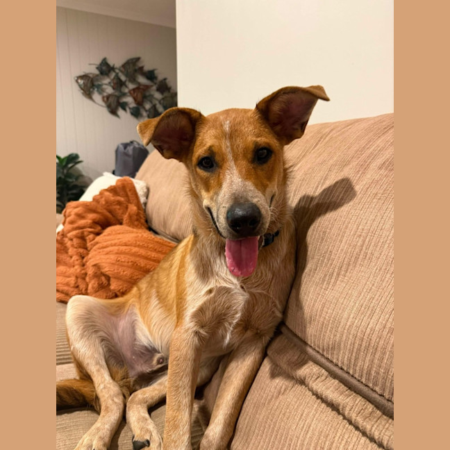 Photo of Banjo