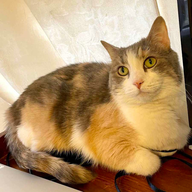 Photo of Miu Miu   Located In Reservoir 