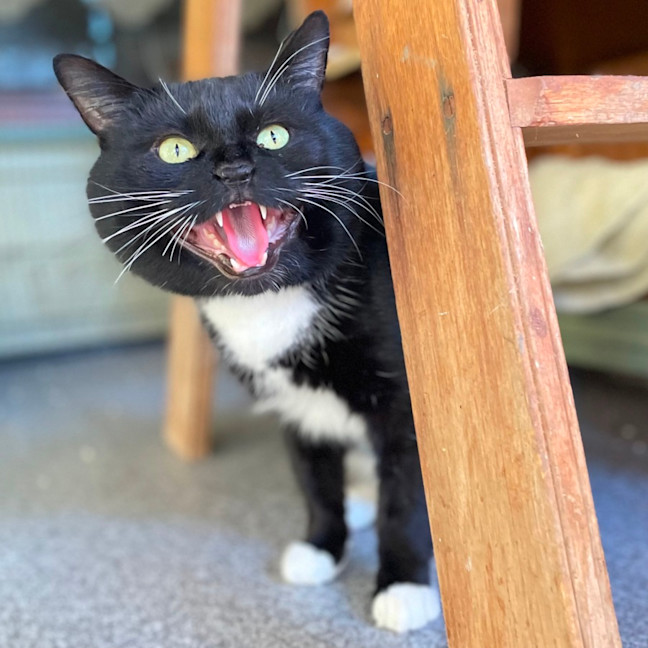 Photo of Whiskers