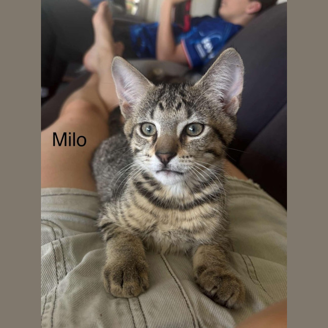 Photo of Milo Meetme@Petstock Hastings Storw