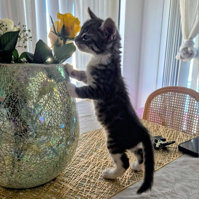 Photo of Maple