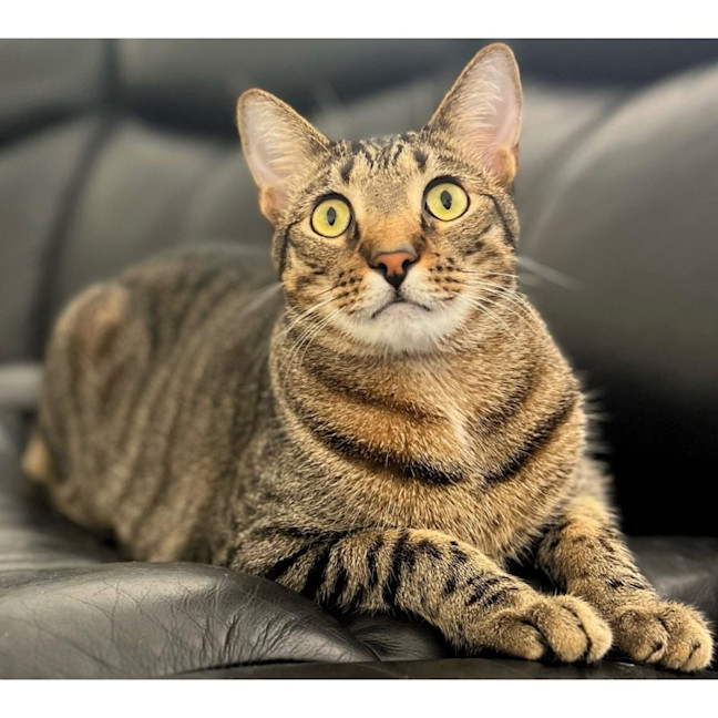 Photo of 8733   Coby