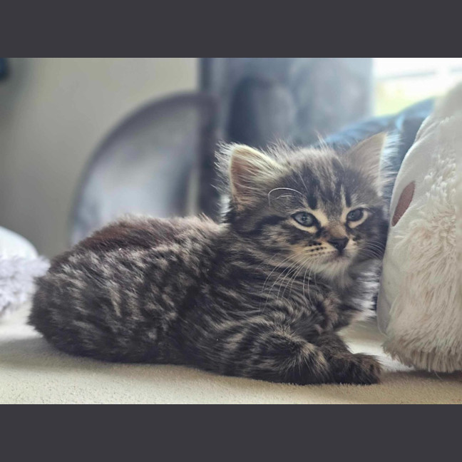 Photo of Poppy