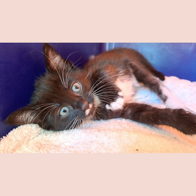 Photo of C1397 Charlie