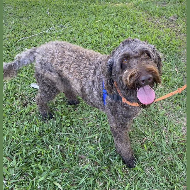 Photo of Bronson
