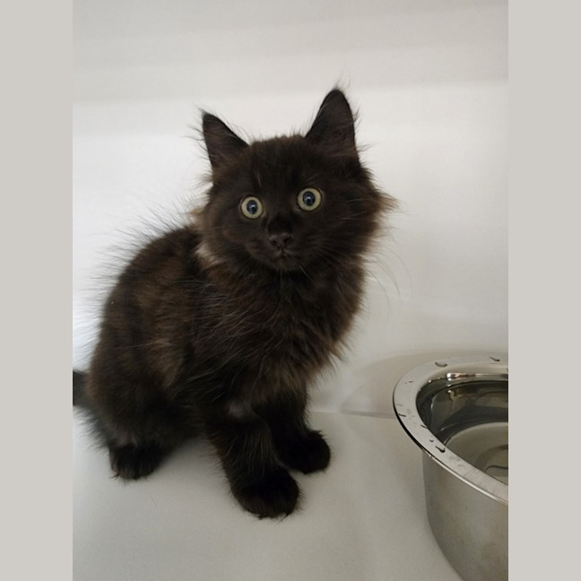 Photo of The Once Ler