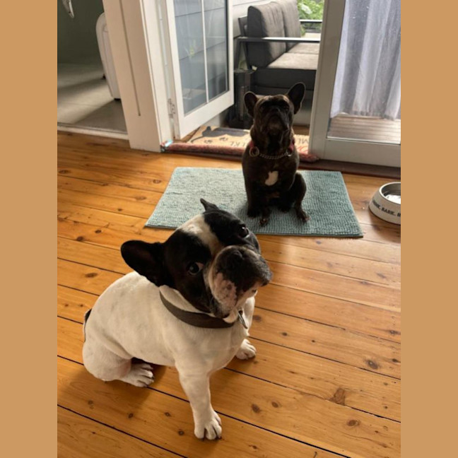 Photo of Archie & Marley   7 Year Old French Bulldog