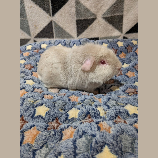 Photo of Gibbs