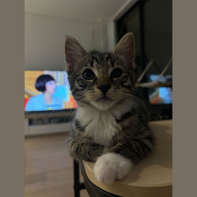 Photo of Ribo